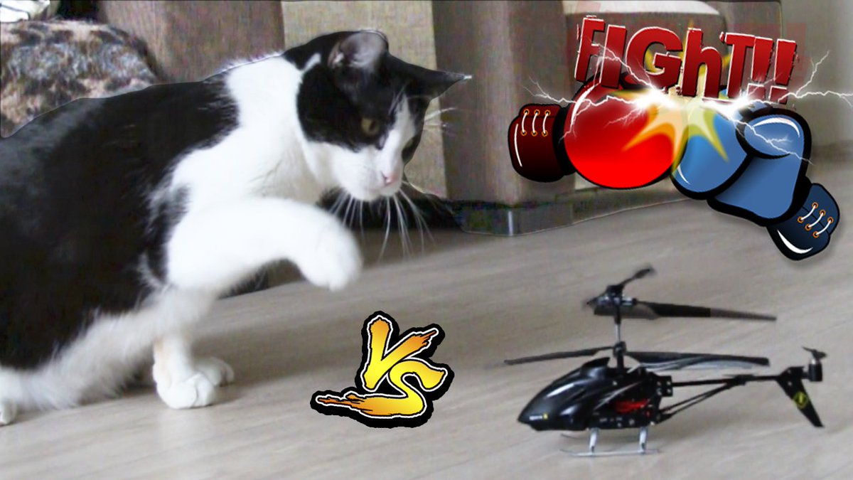 CatPusic's tweet photo. FUNNY CAT vs RC helicopter 
https://t.co/VHGqSGxaB4

#catpusic #cat #cats https://t.co/2nBOeWAioq