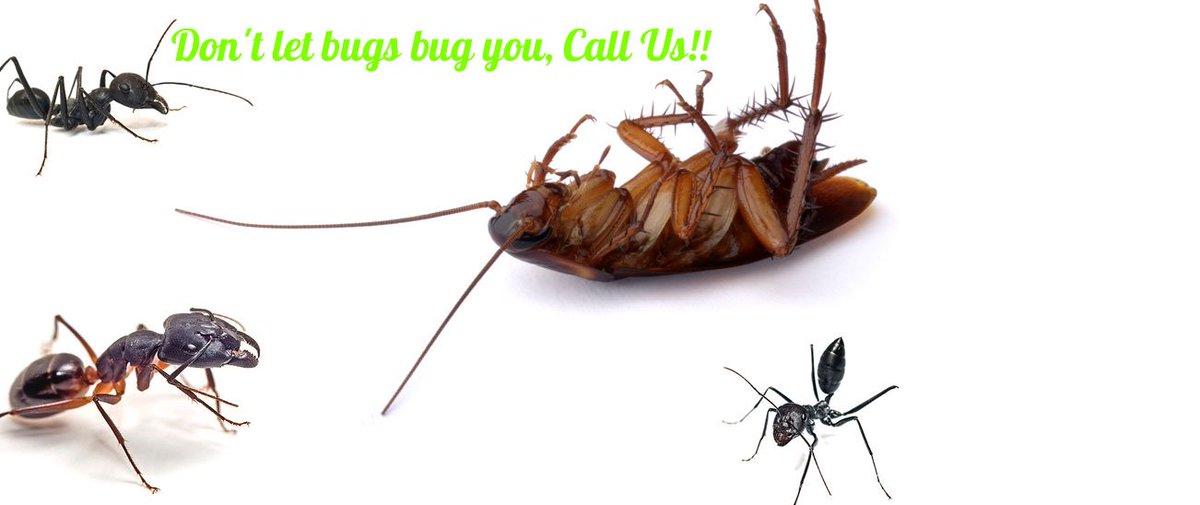 call us 0413090544 or visit our website pestmatic.com... to get rid of annoying pest.