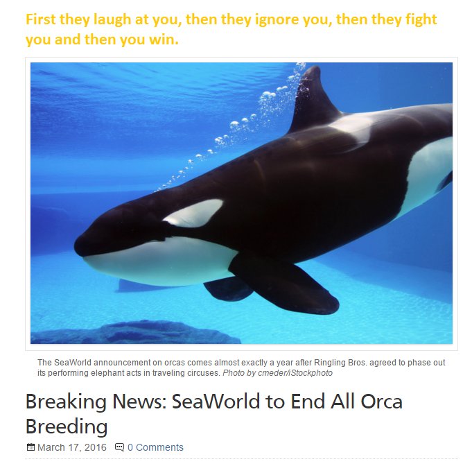 BlackfishGirl's tweet image. .HUGE NEWS: @Seaworld to end orca breeding program. Sounds too good to be true but I&apos;m excited! #blackfish