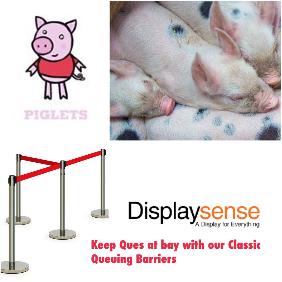 Displaysense's tweet photo. Keep Ques at Bay this #Easter with our #barrierposts just like @PigletsFarmPark - How cute!! Thank you for order https://t.co/Sv7Ti3LX65