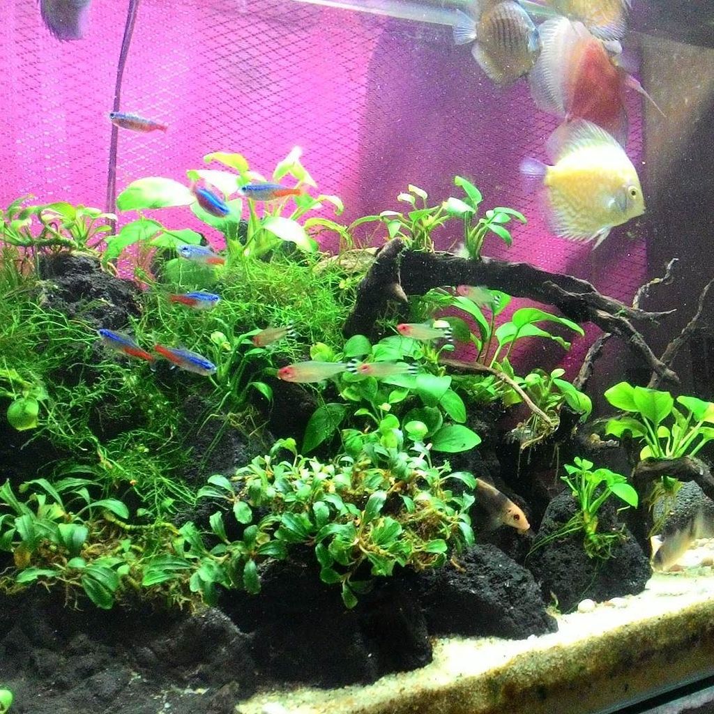 Akvaristan's tweet photo. #akvaristan #aquarium #akvaryum #aquarien So crowded 🙌💜 #discusmania #aquascape #aquarium #anubias #moss #fishkeep… https://t.co/Tv0VAojaHC