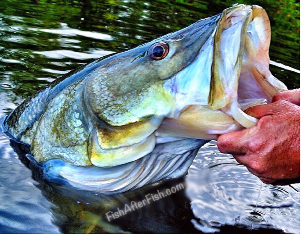 TCoastTackle's tweet photo. #tbt grabbing an absolute #dinosaur of a #snook! #fishing #fun #loveit #unfairlures #ripnslash #fishafterfish https://t.co/zLKjFUnXyU
