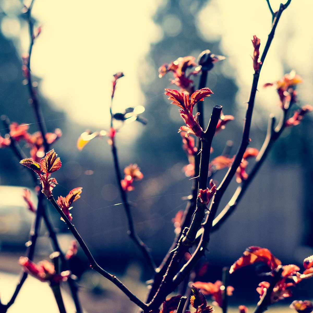 Flokuss's tweet photo. Heute fühlt es sich schon sehr nach Frühling an. viel zu schade um im Büro zu sitzen. #flokuss #fuji #XT1 https://t.co/0VyNxybcb9