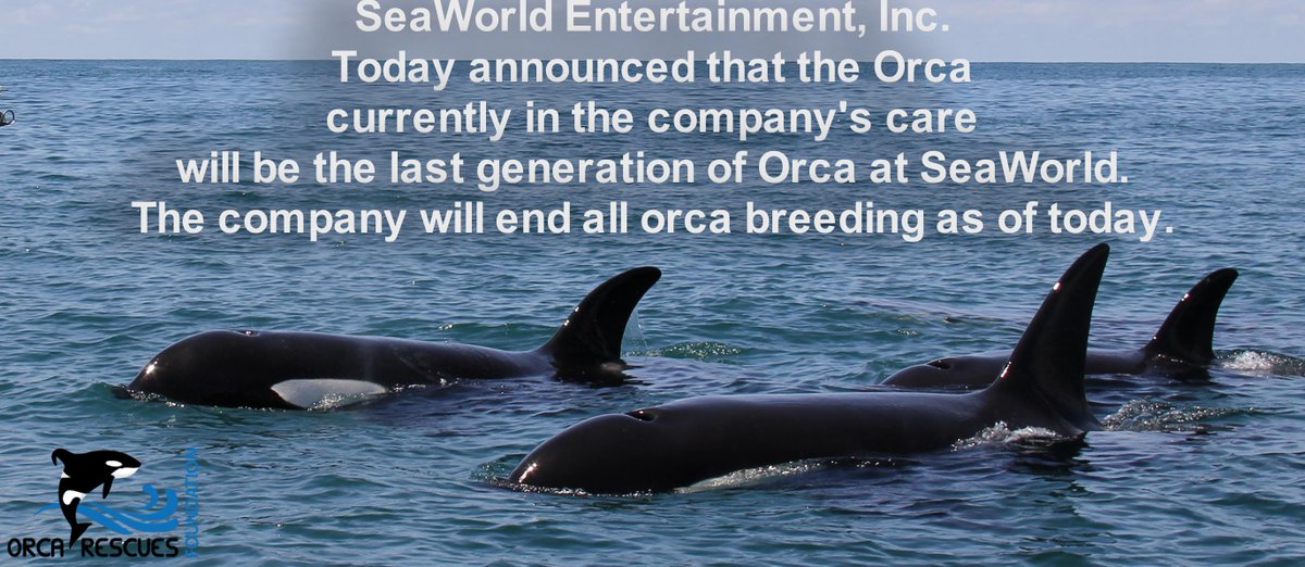 OrcaRescues's tweet photo. BREAKING ORCA RESCUES NEWS!!
#ORCA CURRENTLY IN #SEAWORLD CARE TO BE LAST GENERATION OF CAPTIVE ORCA!
#ORCARESCUES https://t.co/UzPnkk9pos