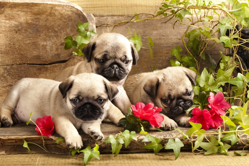 aspenvets's tweet photo. Is your pug #Microchiped? In England it'll be law for all dogs in April » https://t.co/diEFPDxHsH #pugchat #puglove https://t.co/Yzj8OZgL7e