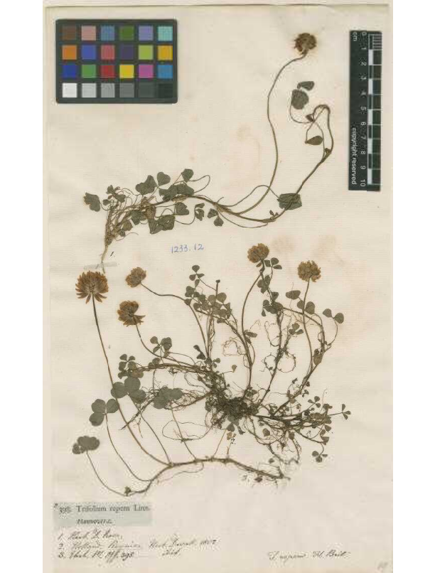 LinneanSociety's tweet photo. #Trifolium repens #clover Ehrhart (1742-1795), German #botanist, pupil of #Linnaeus at @UU_University #StPatricksDay https://t.co/dMh69X59Ip