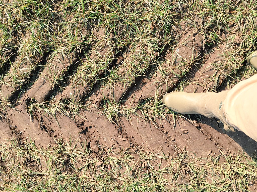 farmersamclarke's tweet photo. Lovely soft footprint from the fertiliser tractor #widetyres https://t.co/l0JG2gsD0w
