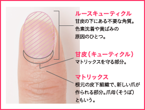 nail_mania_6's tweet photo. ルースキューティクル

キューティクル（甘皮）の下にある薄い角質のことです。
ルースキューティクルは爪に運ばれるはずの水分を奪ってしまうため、爪の乾燥の原因になります。
https://t.co/HTms3AAmB0