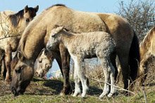 landtong's tweet photo. Op de #landtong #rozenburg in @HavenRotterdam is vandaag het eerste #konik veulen geboren! https://t.co/IIbqxvTQAq https://t.co/OsrfE44emL