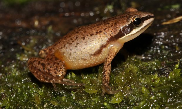 jeremy_hance's tweet photo. A fresh start, a frog, and some hope! https://t.co/GZl9Bii70C #HappyConservation @MeaTrenor @guardianeco https://t.co/knchJJ9brl