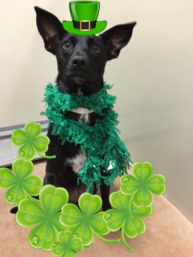 TLB1818's tweet photo. Loki the Leprechaun 💚🌈🍀🇮🇪☘ @1582Petsmart @PetSmart @robsmithbluejay @WeLoveYouBJAxo https://t.co/8gIsWFs47g