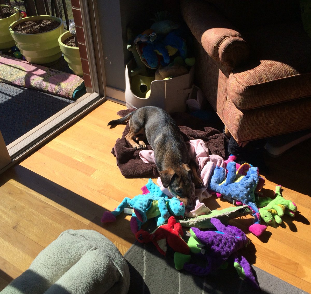 EllaInTheCity's tweet photo. Not gonna lie. Having a pretty good morning. #HomeOffice #SpringHadSprung #NeedMoreToys https://t.co/GGj9yYc8uQ