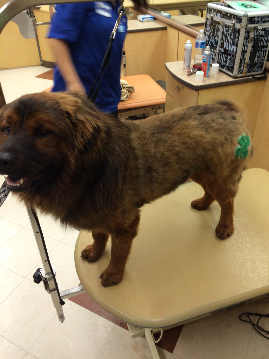 Thank you to Amanda in 1406 for giving Tatanka his 1st pet expression! Happy St Patrick's Day #NEPETEXPRESSIONS