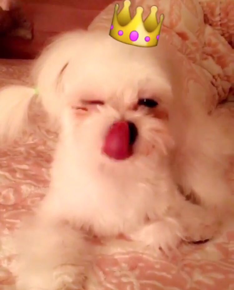 paeweap's tweet photo. หนุ่มน้อยดริ๊งเบียร์อยู่กับแทยอน
หนูซอนอนเล่นอยู่บนเตียงกับฟานี่

.... แล้วจินเจอร์ล่ะ ?! ฮัลโหลลลลลล 🙄 https://t.co/KH9QAr4UmY