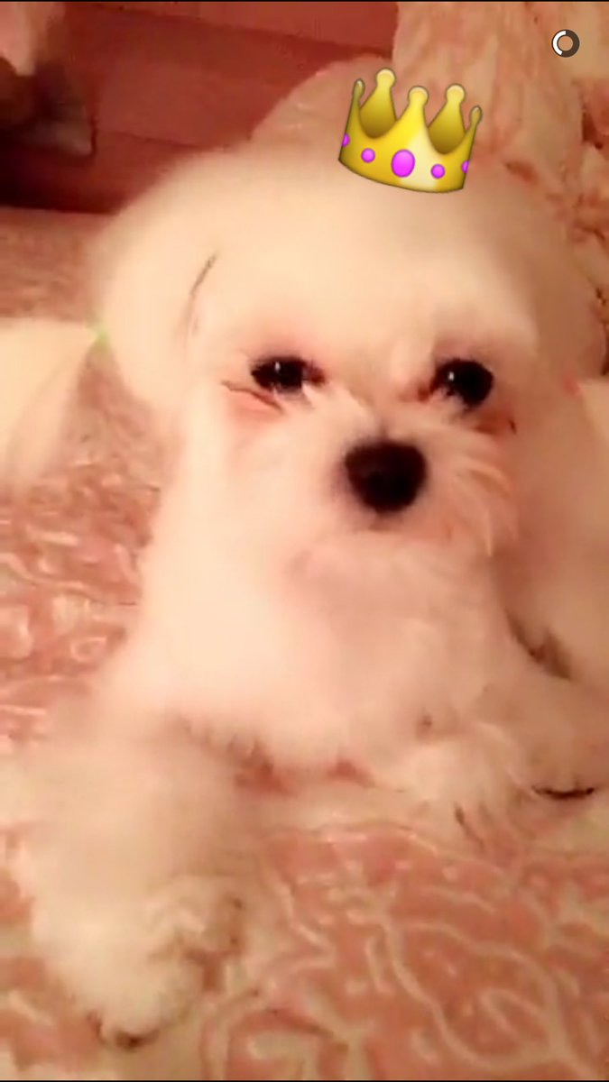 fanillattae's tweet photo. So tiff/tae officially adopted princess? https://t.co/yHHNIPmEBg