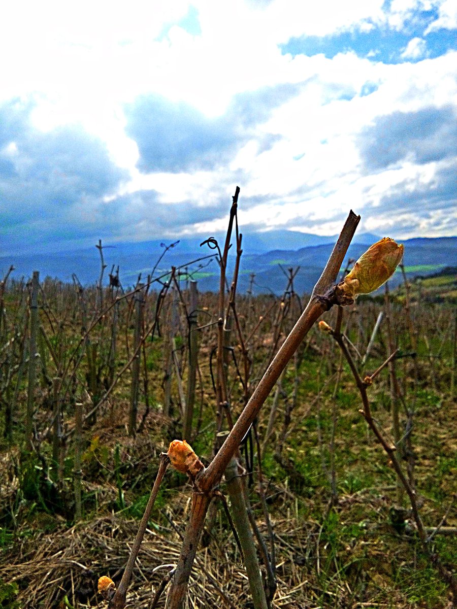 Tralcio di #Sangiovese #bonsai con #gemma

#Sangiovese's #shoot with a lovely #bud  in our #bonsai #vineyard