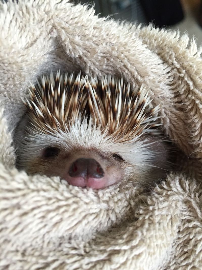 NEXT390's tweet image. @ARES3O3 @armeniangirl4 @loving_lana @GERA_8O @elsufuen @nabilhasan48 @AslanovElena @5Dream555 @altafaa574 ЖутьКакая