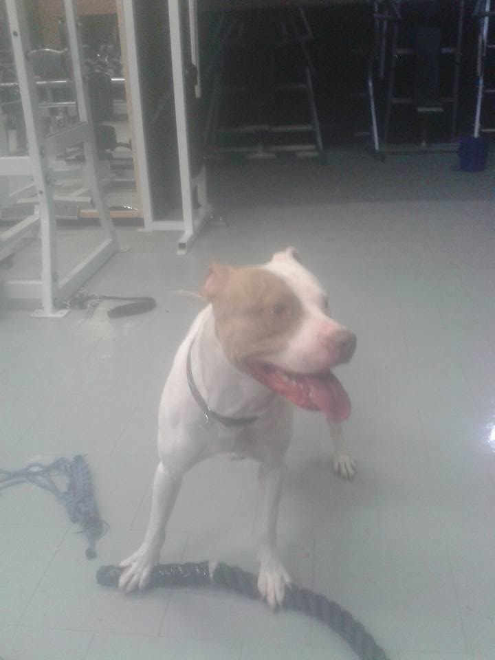 ManMountainEd's tweet photo. He has more fun with the ropes than me by far @CTFletcherISYMF @bdckool @TheeMightyJacob @RichPiana @edwinpruett08 https://t.co/PnPWusU3ln