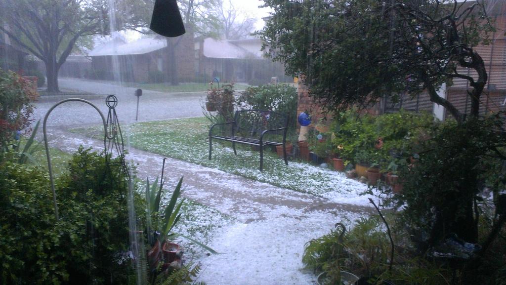 UTACathyP's tweet photo. Happy St. Patrick's Day. Hail in Arlington!! #iamup https://t.co/Foi1ApPi6b