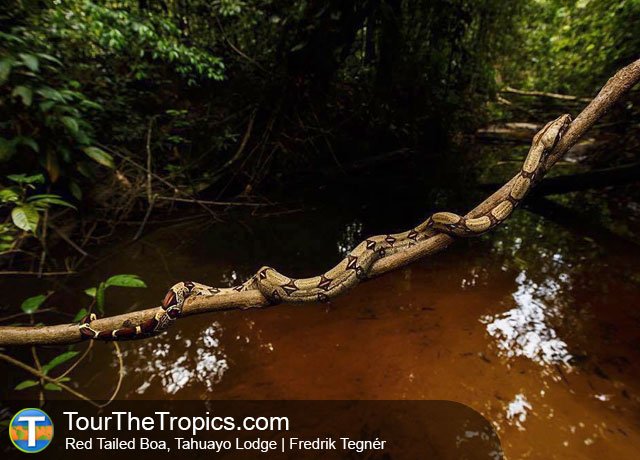 ThinkJungle's tweet photo. Red Tailed Boa, Tahuayo Lodge | Fredrik Tegner • #Adventure #Rainforest • See Lodge https://t.co/kSUjUK2bUH https://t.co/orqWQJnfFI