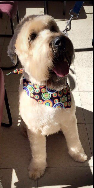TauniaHottman's tweet photo. My Irish sheep herding dog. #lucky #JakeJake #HappyStPatricksDay β https://t.co/x9IlNFO81w