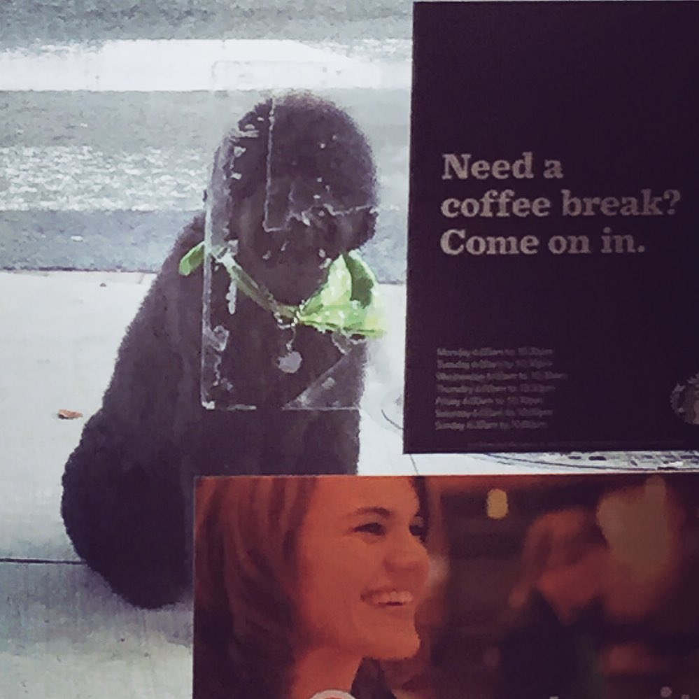 Yurkenbaum's tweet image. One day, @Starbucks. One day. #dogsoftwitter #knowdogs