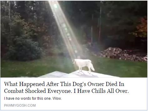 michaelkeyes's tweet photo. Cool story right here - A fallen #soldeir s puppy
https://t.co/NZA8myqiG4 https://t.co/LQ21MEa9dH