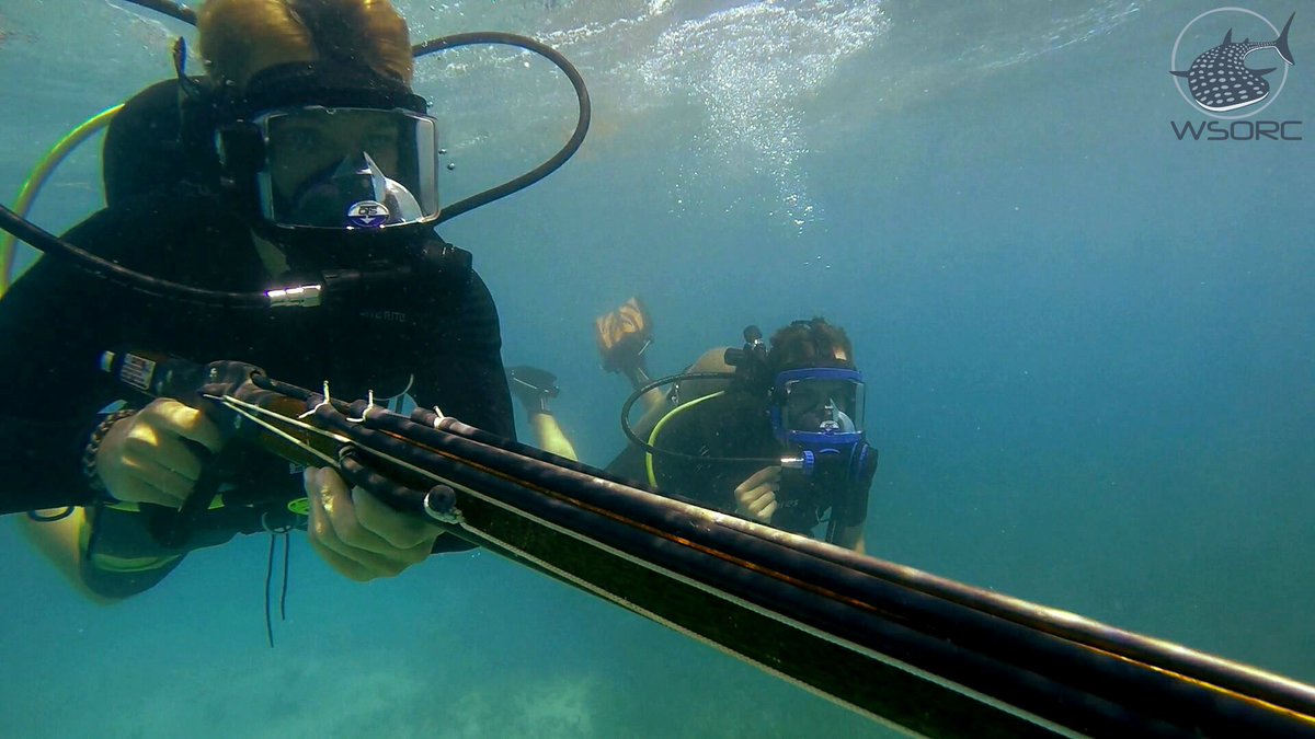 WSORC's tweet photo. Back in action! @WSORC bringing you the latest tech and research efforts here in Utila! https://t.co/EMVtvUqpOr