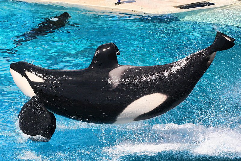 Breaking: The public has spoken! #SeaWorld ends orca breeding program bit.ly/1MaIWT4 #DolphinProject