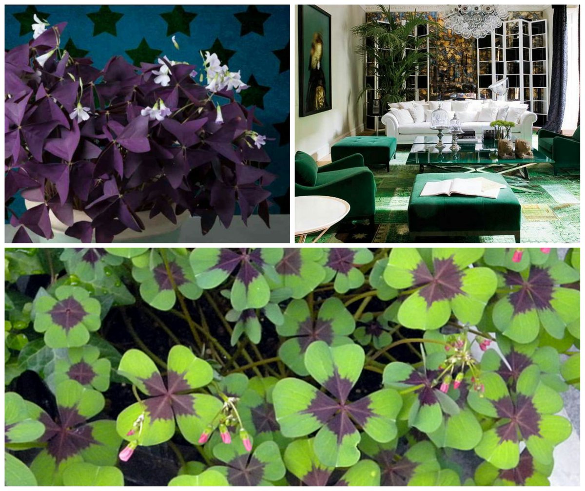 mk4interior's tweet photo. Happy #StPatricksDay #interiordesign #uk #fourleafclover #lucky https://t.co/v3LGlCiORR