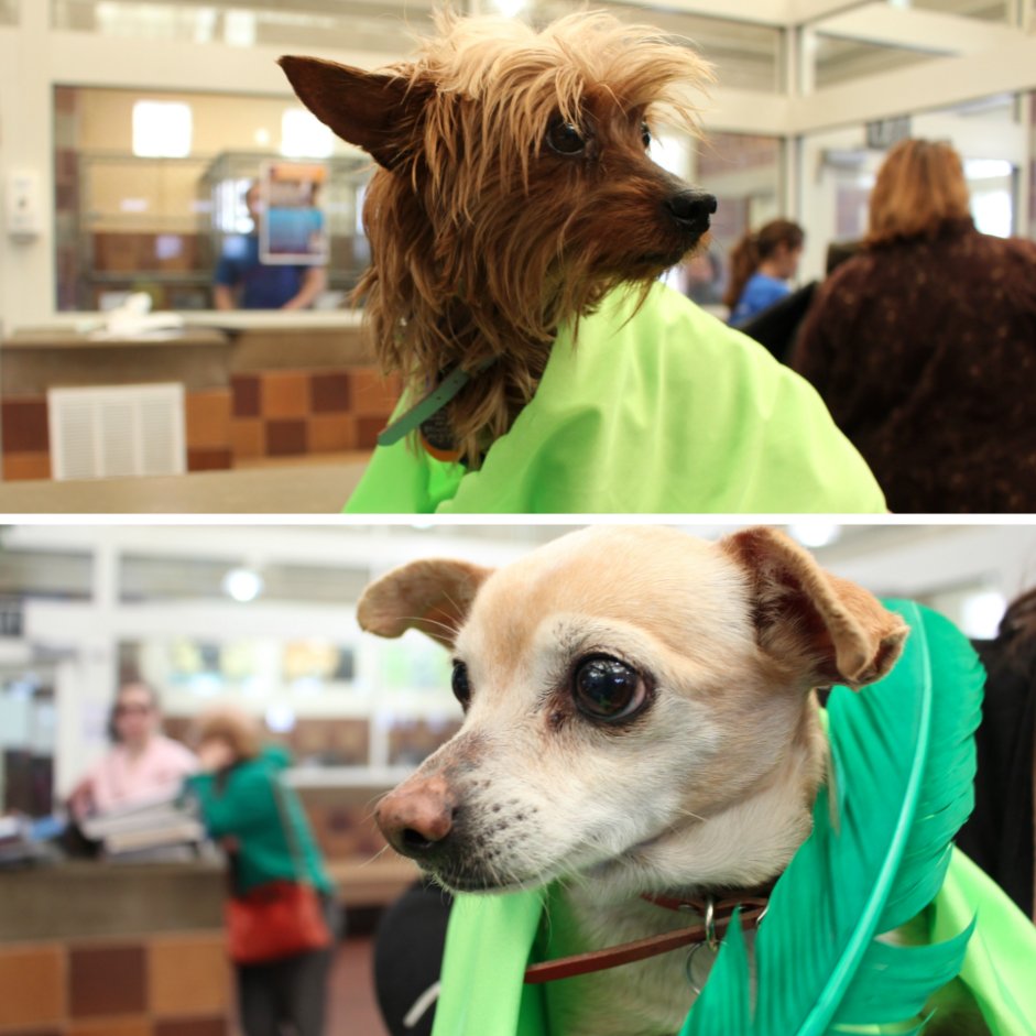 Happy Saint Patrick's Day from two of our newest rescues, Saint(PM5733) and Paddy(PM5726)!