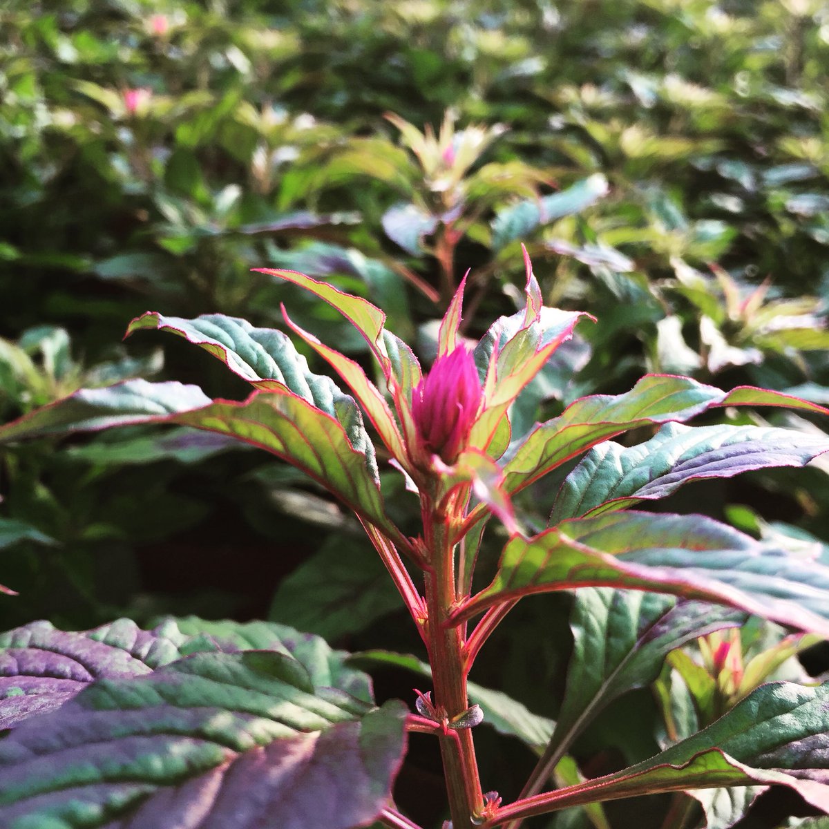 Paa(r)seitje. #pasen #celosia