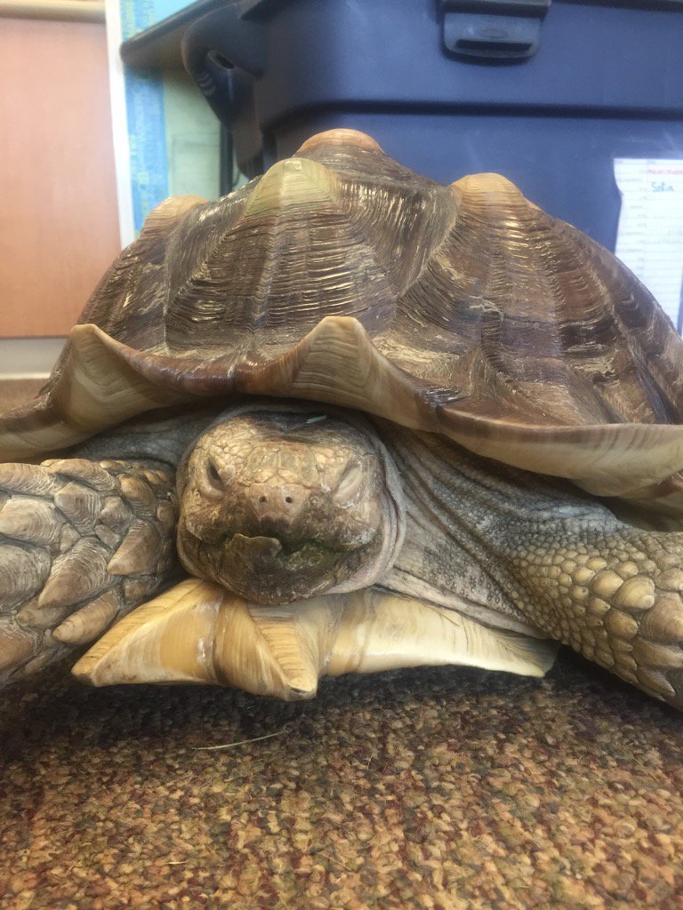 RRScotta's tweet photo. No talking of an tortoise can convey "tortoiseness" was like hold or touching one does #classtortoise #UtSTEMPA https://t.co/ZjAvaJSITz