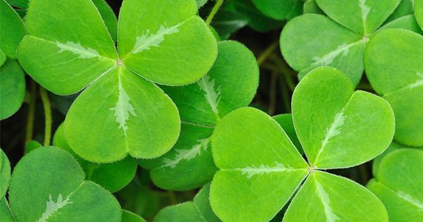 CompleteCarePhr's tweet photo. Happy #StPatricksDay https://t.co/afN2oJXwiG