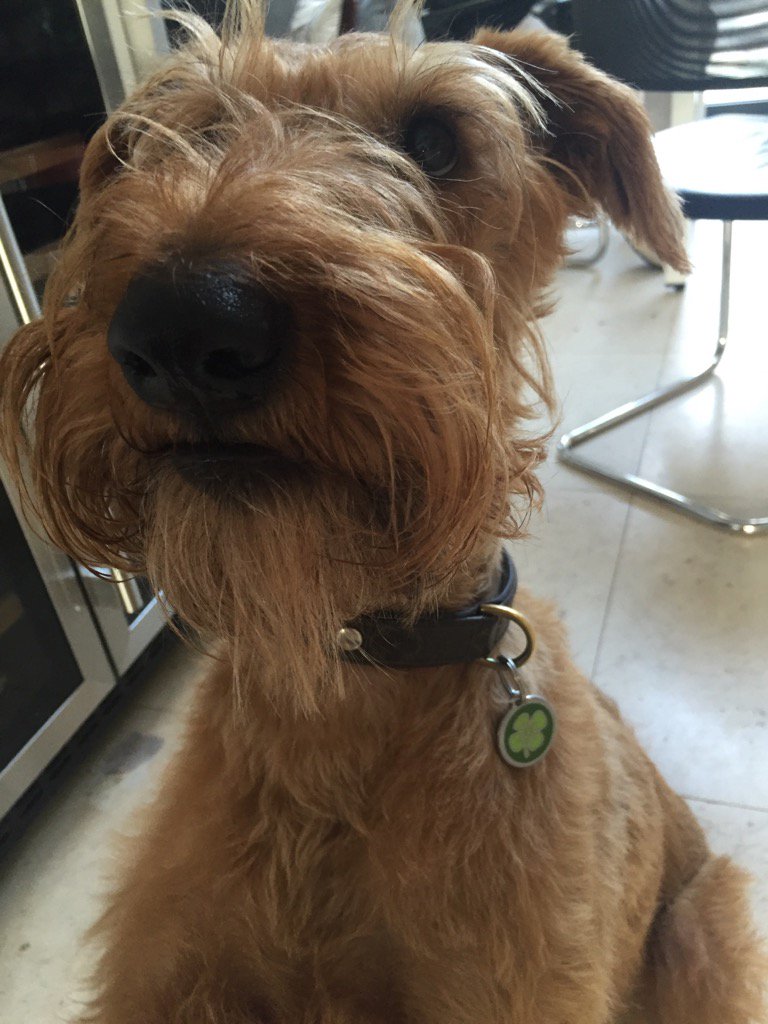 RegOMahony's tweet photo. Happy st paddy's day! #irishterrier #StPatricksDay https://t.co/p1uAqV9KA3