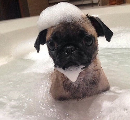 ROCCOandROXIE's tweet photo. Pug a dub dub! #puginatub #thepuglife #doglovers #puppylove https://t.co/vQJhA7pqO1