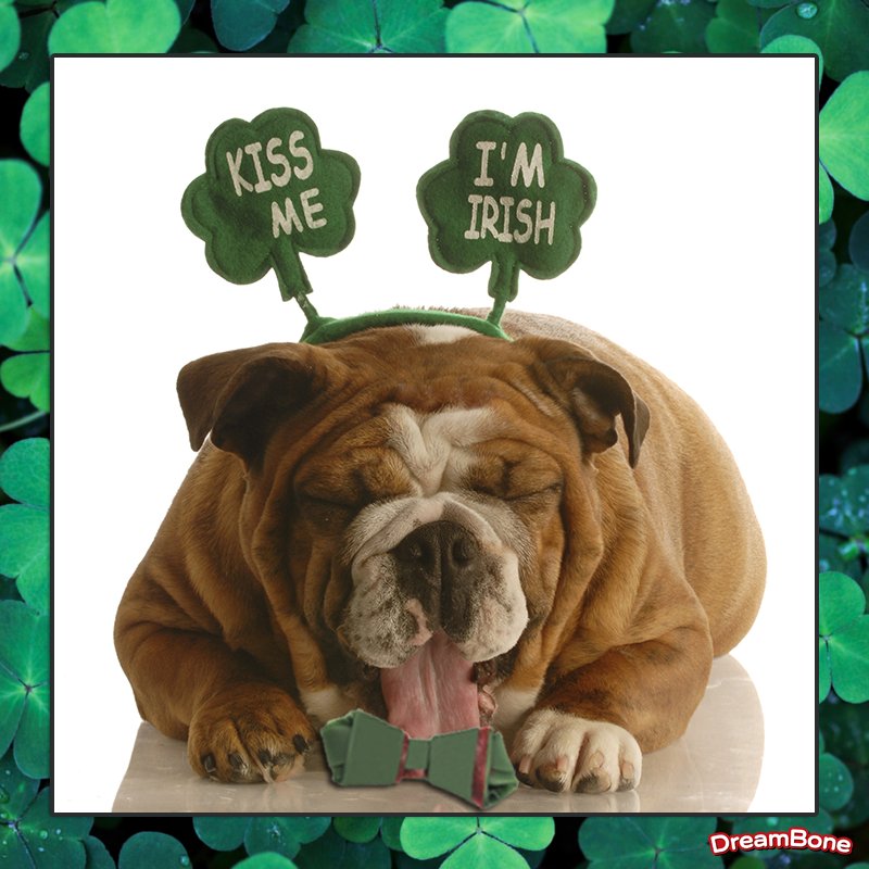 DreamBoneChews's tweet photo. Enter to #WIN $50 in #DreamBones! Why are you the luckiest #dog owner. https://t.co/eb7XC2zx0q #StPatricksDay https://t.co/e62xQppwAF