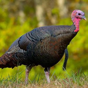 Exotic Meat Market tweet media