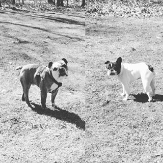 Frenchie_Cute's tweet photo. #lunchdate #sunshining #freepups #englishbulldog #frenchbulldog #bulldog #bullies https://t.co/MITUSWjbzX https://t.co/4KQ4uDsXNg