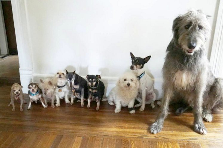 HitsEastMidNews's tweet photo. This man adopts elderly dogs so they have a place to grow old! 😍 https://t.co/Eya5ZyKmYb #aww https://t.co/mkIHTmHmzt