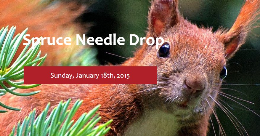 RoyalDutchTree's tweet image. Be aware of Spruce Needle Rust! #needlerust #treedisease royaldutchtreeservices.ca/diseases/spruc…