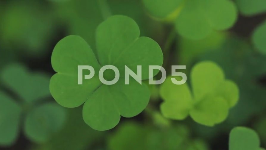 orbitcreative's tweet image. Happy St. Patrick's Day from: canadastockfootage.ca pond5.com/stock-footage/…