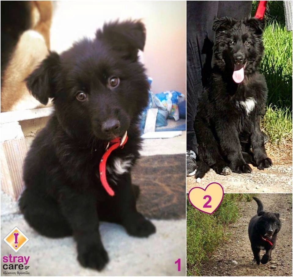 Stray_Care's tweet photo. Ο μικρούλης Μάουρο βρήκε το παντοτινό του σπίτι και είναι πια ευτυχισμένος! Καλή ζωή μικρέ κουταβούλη! https://t.co/QlHU4awN0i