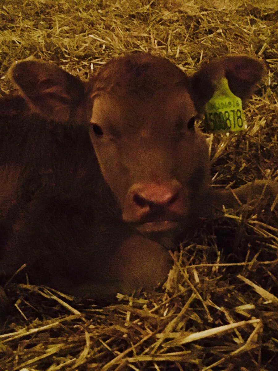 BorewellAngus's tweet image. First red calf in over 10 years @AberdeenAngusUK #pigsdofly