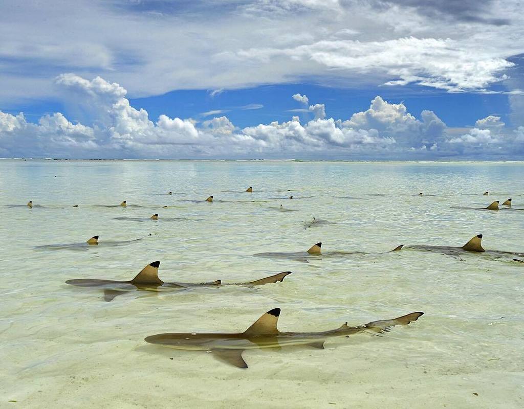 Thomas P. Peschak tweet media