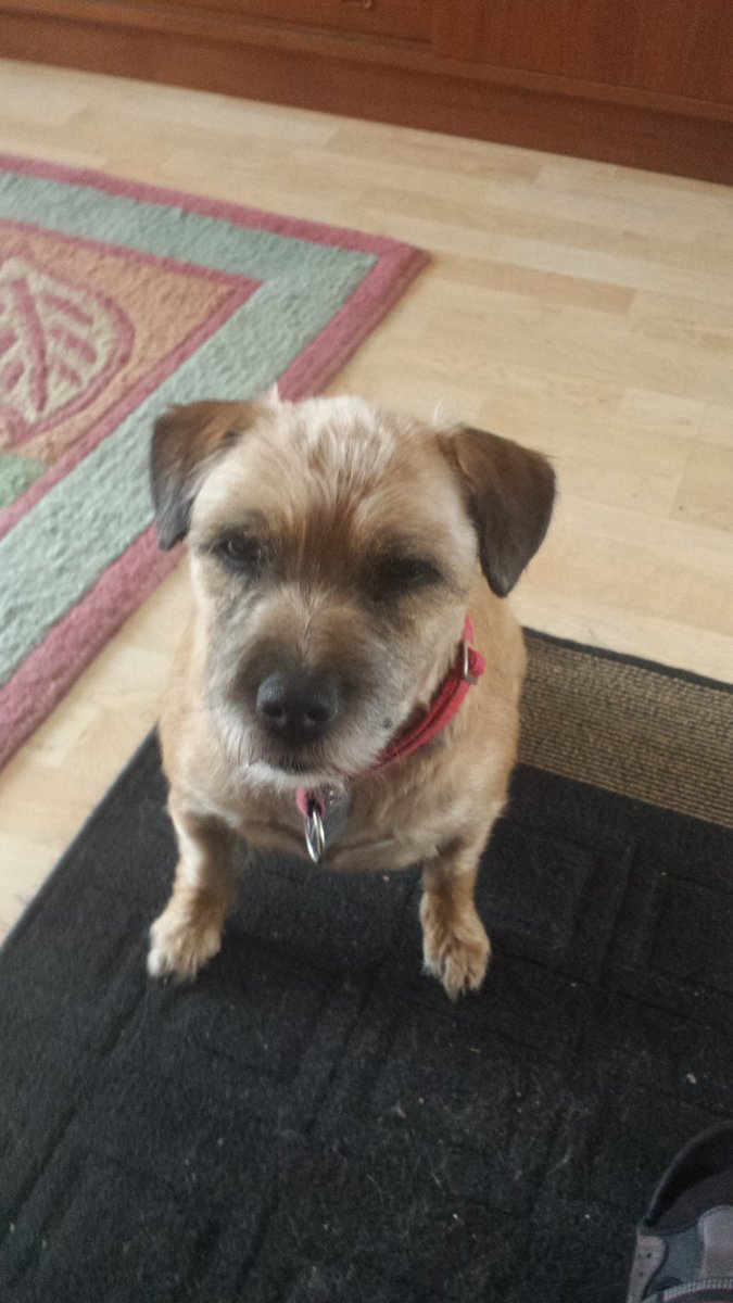 EckMurray1's tweet photo. The ginger dug wae the Japanese name has bin tae the barber https://t.co/kx6ziwdmT9