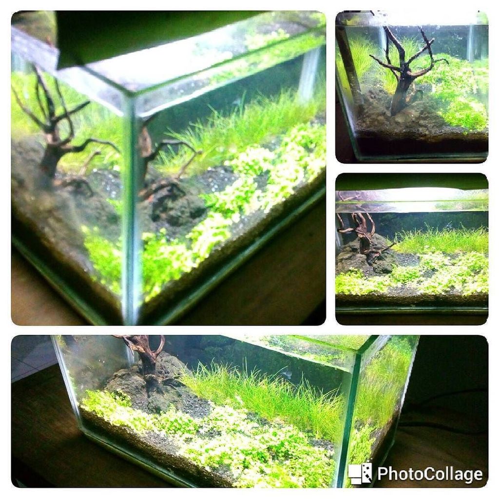 Akvaristan Akvaryum On Twitter Akvaristan Aquarium Akvaryum
