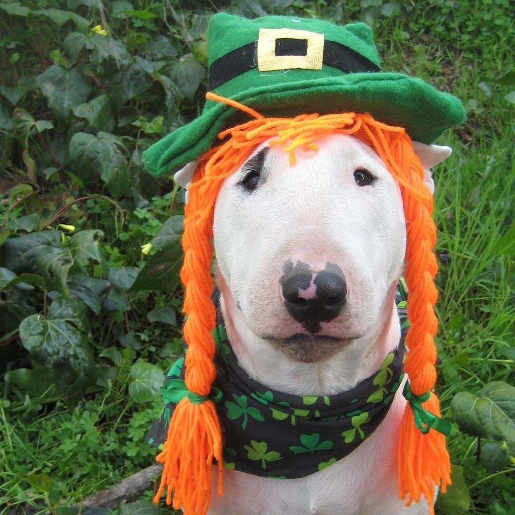 Trupanion's tweet photo. Happy St. Paddy’s Day! We hope you and your furry friends are wearing lots of green - this festive pet certainly is… https://t.co/mhSCzHvsqA