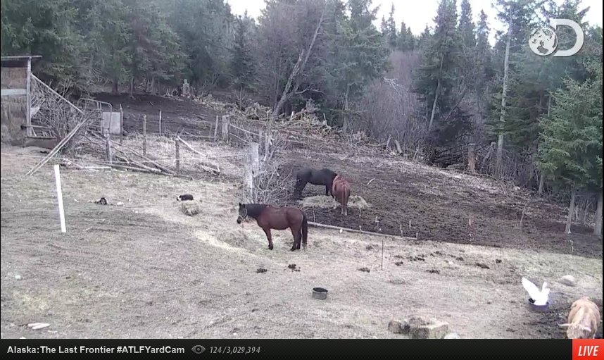 4. Josephine checked out both watertubs and decided to take a looong bath in Ripples... @KilcherCamFans