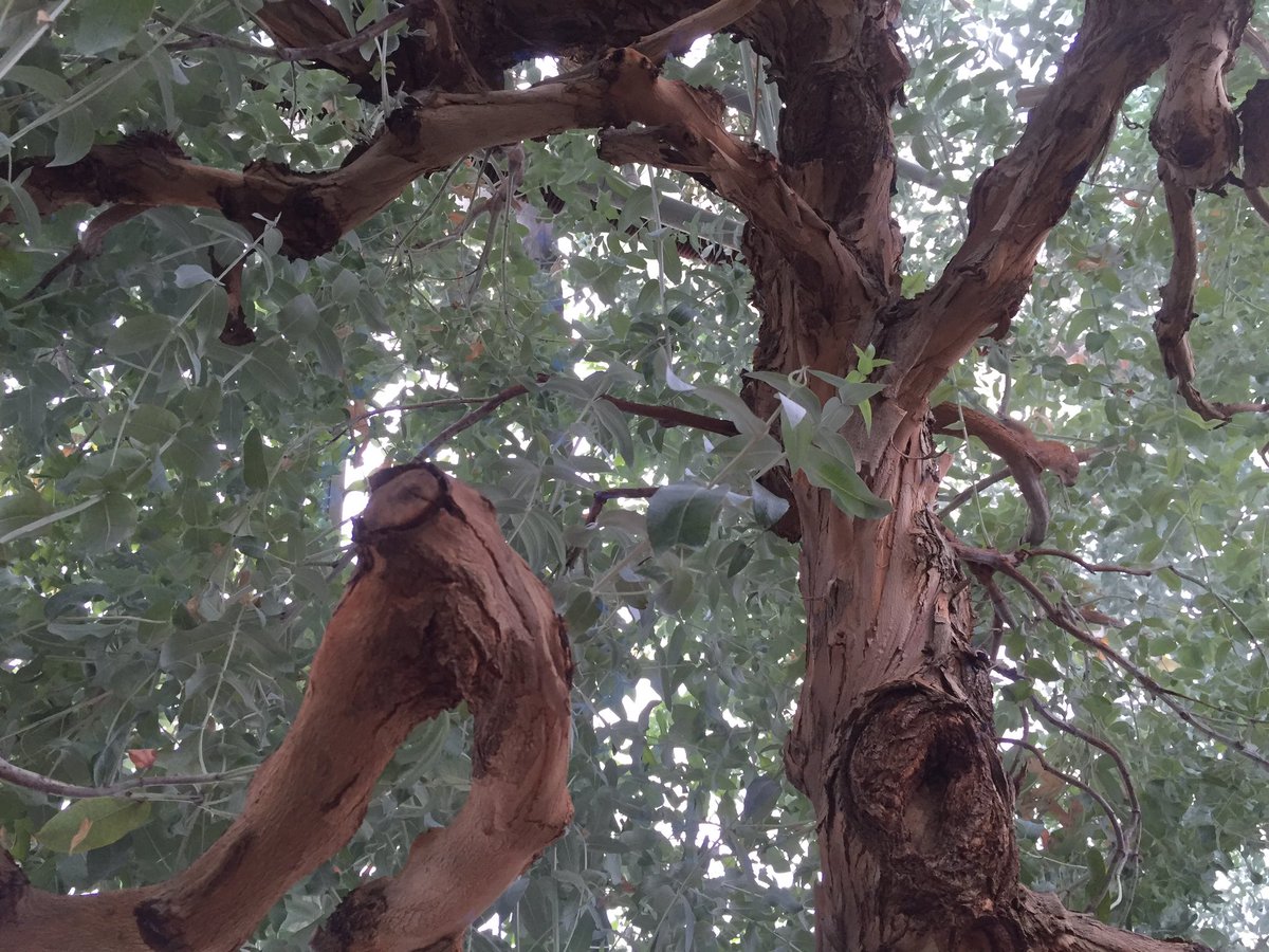 coldburrn's tweet image. One of the coolest trees I've seen at the RBG #dwarfbluegum #NRT255